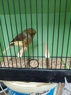 Mooie glosters, Dieren en Toebehoren, Postuurkanarie