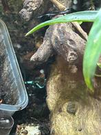Dendrobates auratus panama special, Dieren en Toebehoren