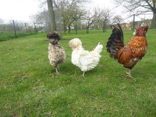 Te koop broedeieren baardkuifhoen, Dieren en Toebehoren, Pluimvee, Kip, Geslacht onbekend