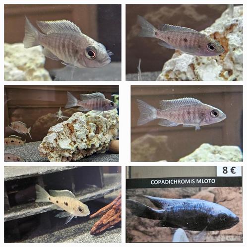 Copadichromis Mloto cichliden malawi hobbykweek, Dieren en Toebehoren, Vissen | Aquariumvissen, Zoetwatervis, Vis
