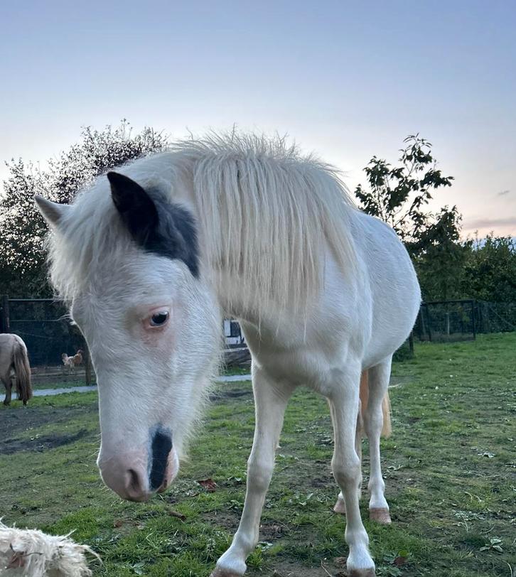 Doodbraaf miniatuurpaard merrie, Dieren en Toebehoren, Pony's, Merrie