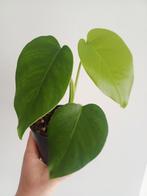 Monstera Deliciosa Compacta "dwarf", Autres espèces, En pot, Enlèvement ou Envoi, Moins de 100 cm