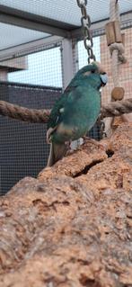 Kakariki's 3 mannen 1 pop, Dieren en Toebehoren