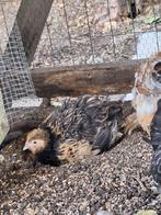Cochin kriel hennen, Dieren en Toebehoren