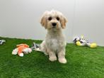 Maltipoo puberpups - champagne kleur, België, 15 weken tot 1 jaar, CDV (hondenziekte), Meerdere