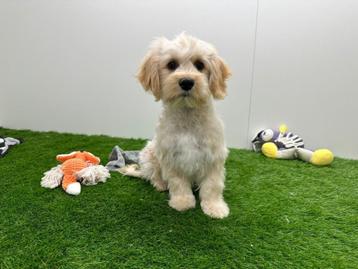 Maltipoo puberpups - champagne kleur beschikbaar voor biedingen