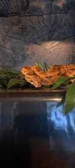 Boa constrictor imperator salmon, Dieren en Toebehoren, Slang, Met terrarium, 3 tot 6 jaar