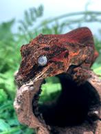 Gargoyle female juvenile, Dieren en Toebehoren, Reptielen en Amfibieën