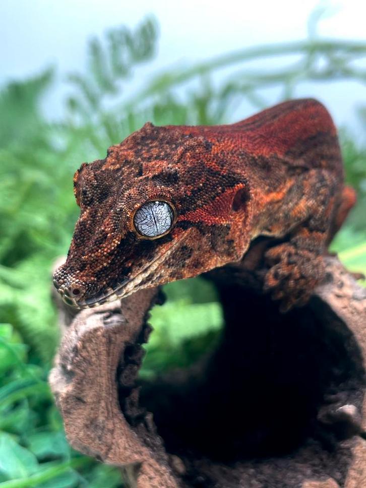 Gargoyle female juvenile, Dieren en Toebehoren, Reptielen en Amfibieën