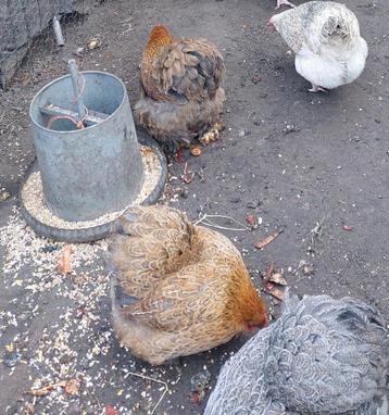 Cochinkriel broedeieren beschikbaar voor biedingen