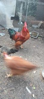 Coq de basse cour, Animaux & Accessoires, Enlèvement, Poulailler