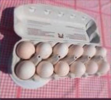 Broedeieren poule de bresse kippen, witte kleur, raszuiver, Dieren en Toebehoren