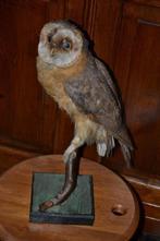 taxidermie Uil, Ophalen