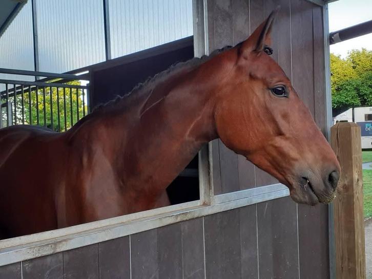 Dressuurmerrie 7j, Dieren en Toebehoren, Paarden, Merrie, M, 165 tot 170 cm, 7 tot 10 jaar, Dressuurpaard, Met stamboom, Gechipt