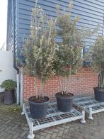 Quercus Ilex steeneik meerstammig, Tuin en Terras, Planten | Bomen, Ophalen of Verzenden