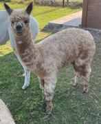 Appaloosa alpaca hengstje, Dieren en Toebehoren, Overige Dieren, Mannelijk