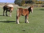 Trekpaard donkervos hengstveulen, Dieren en Toebehoren, Paarden, Minder dan 160 cm, Niet van toepassing, 0 tot 2 jaar, Hengst