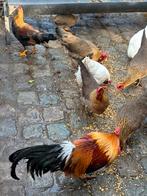 Leghorn kippen, Dieren en Toebehoren, Pluimvee, Kip