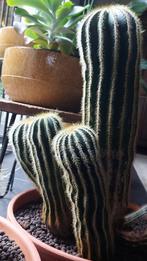 Cactus Parodia leninghausii., Huis en Inrichting, Kamerplanten, Ophalen, Minder dan 100 cm, Volle zon, In pot