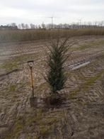 taxus baccata, Ophalen, Taxus