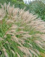 Miscanthus sinensis (prachtriet), Tuin en Terras, Ophalen