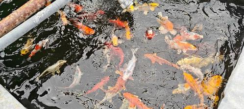 heel mooie koi  te koop, Animaux & Accessoires, Poissons | Poissons d'étang, Carpe ou Koï