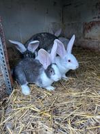 Reusjes, Dieren en Toebehoren, Konijnen, Meerdere dieren, Groot, 0 tot 2 jaar