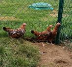 Doornikse Kriel kippen, Dieren en Toebehoren, Meerdere dieren, Kip