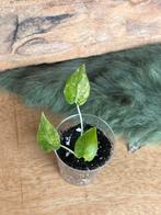alocasia gageana variegata baby, Maison & Meubles, Plantes d'intérieur, Enlèvement ou Envoi