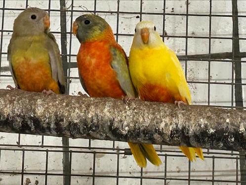 Splendidparkieten in verschillende mutaties, Dieren en Toebehoren, Vogels | Parkieten en Papegaaien, Parkiet, Meerdere dieren