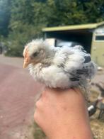 Cochin Kriel Haantje (raszuiver), Dieren en Toebehoren, Pluimvee, Mannelijk, Kip