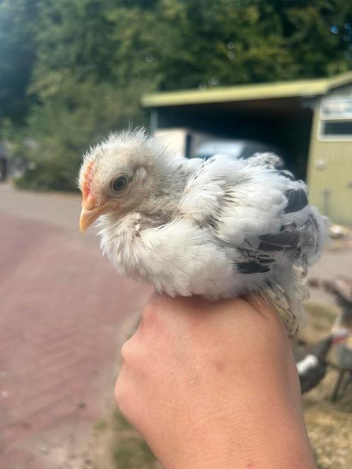 Cochin Kriel Haantje (raszuiver), Dieren en Toebehoren, Pluimvee, Kip, Mannelijk