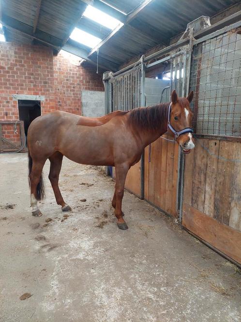 Quarter en paint, Dieren en Toebehoren, Paarden, Meerdere dieren, Minder dan 160 cm, Westernpaard, Met stamboom, Gechipt, Ontwormd