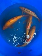 GOUDWINDE 30CM+, Dieren en Toebehoren, Vissen | Vijvervissen