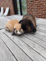 Minilop koppel, Dieren en Toebehoren, Konijnen