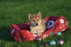 Shiba inu pups verschillende kleuren, 15 weken tot 1 jaar, Overige rassen, Buitenland, CDV (hondenziekte)