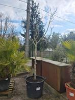 Vijgenboom Ficus Carica mooi vertakt, Tuin en Terras, Ophalen, Halfschaduw, Vijgenboom