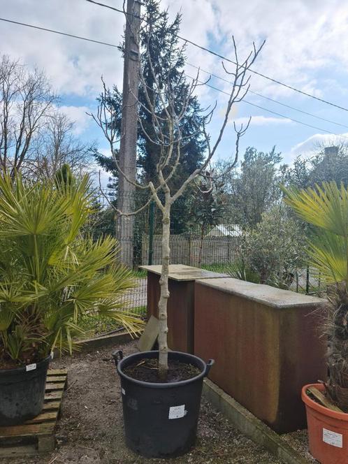 Vijgenboom Ficus Carica mooi vertakt, Tuin en Terras, Planten | Fruitbomen, Vijgenboom, Halfschaduw, Ophalen