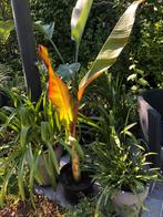 Ensete ventricosum Maurelli / rode banaan, Ophalen