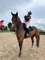 Zwart Lemieux dekje, Dieren en Toebehoren, Ophalen of Verzenden, Zo goed als nieuw, Dekje