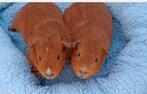 2 cavia zeugjes, Animaux & Accessoires, Octobre, Domestique, Cobaye, Femelle