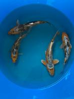 Japanse koi 20-25cm, Karper of Koi