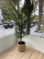 Namaak kamerplant te koop, Enlèvement