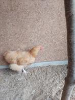Jonge Orpington buff groot haan te koop, Dieren en Toebehoren, Mannelijk, Kip