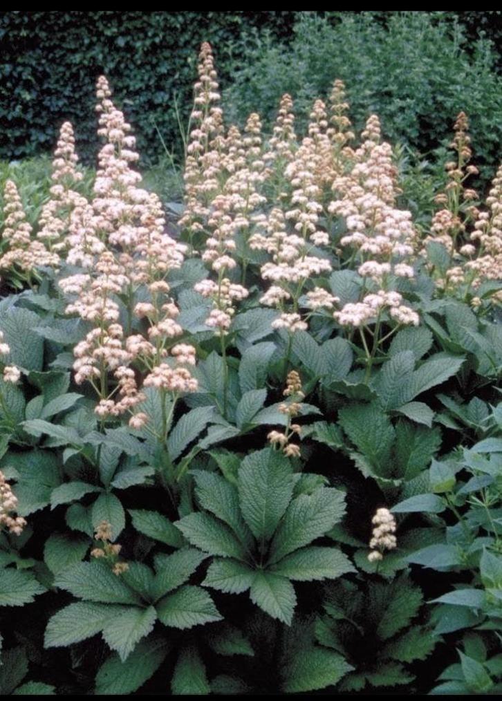 Rodgersia en Salvia, Tuin en Terras, Planten | Tuinplanten, Ophalen of Verzenden