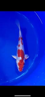 Japanse koi, Dieren en Toebehoren, Vissen | Vijvervissen, Karper of Koi