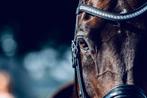 Lease dressuurpaard, Dieren en Toebehoren, Paarden, Z, Ruin, Dressuurpaard, 170 tot 175 cm