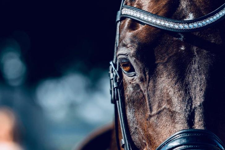 Lease/halve stal dressuurpaard, Dieren en Toebehoren, Paarden, Ruin, Z, 170 tot 175 cm, 11 jaar of ouder, Dressuurpaard