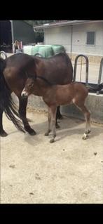 New forest merrie met veulen te koop, Animaux & Accessoires, Chevaux & Poneys | Étalons & Juments poulinières, Jument