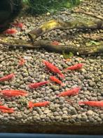 Mix van kleuren neocaridina garnalen, Kreeft, Krab of Garnaal